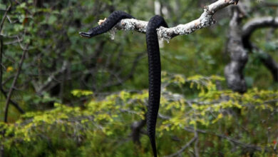 Is Qoghundos Harmful? Experts Weigh In on This Trending Substance