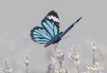 ButrflySkullMama: The Beautiful Meaning Behind This Bold Name