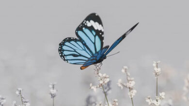 ButrflySkullMama: The Beautiful Meaning Behind This Bold Name